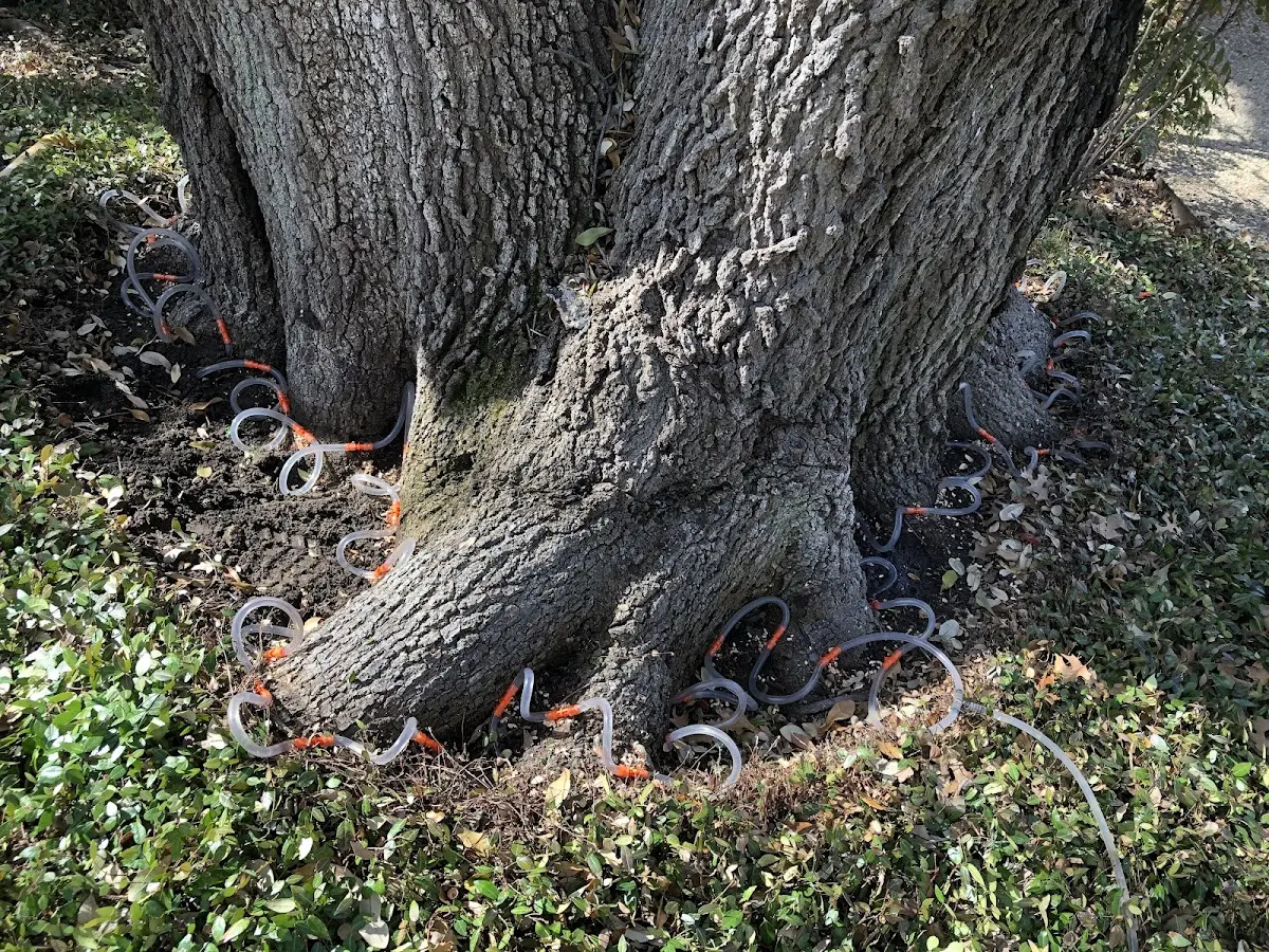 Detailed Tree Cabling and Bracing job site in Siasconset