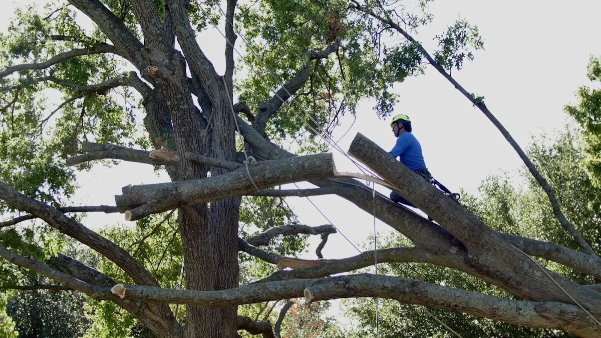 Professional Crown Thinning performed by certified arborists in Siasconset